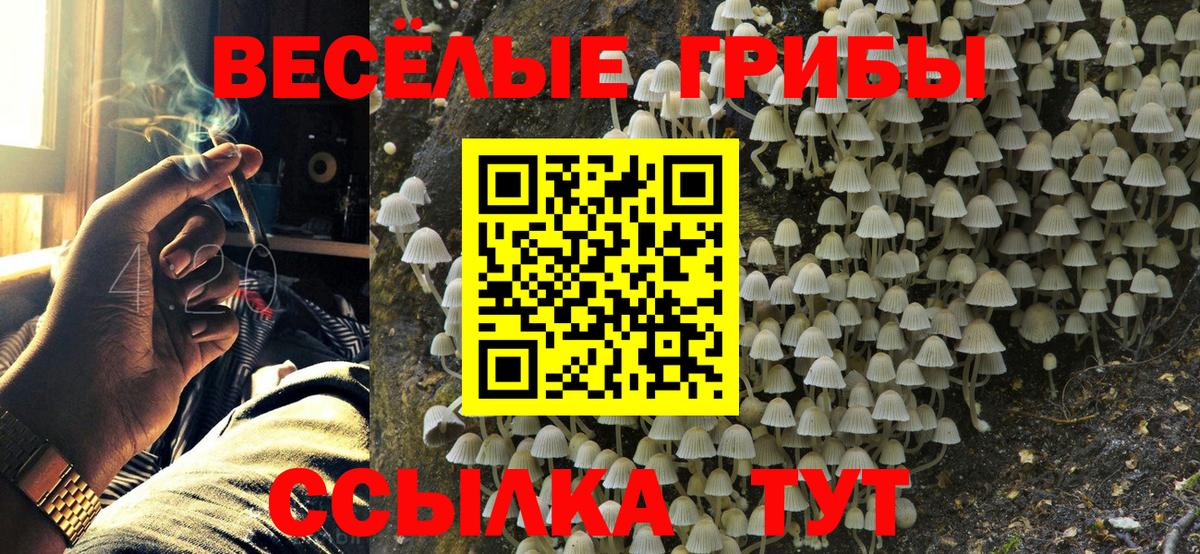 Псилоцибиновые грибы Psilocybe Лыткарино